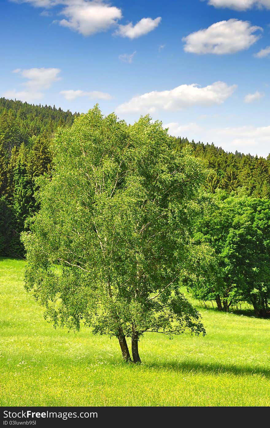 Spring landscape in the national park Sumava - Czech Republic. Spring landscape in the national park Sumava - Czech Republic