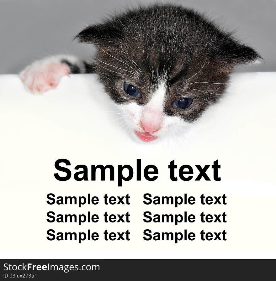 Cute tiny kitten - sample text