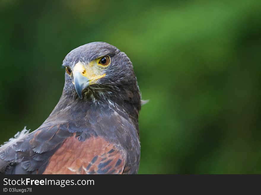 A Harris Hawk close portrait