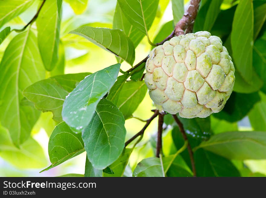 Custard apple on the tree