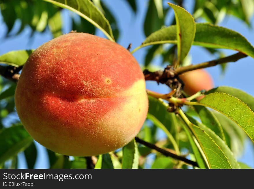 Close-up of the peach