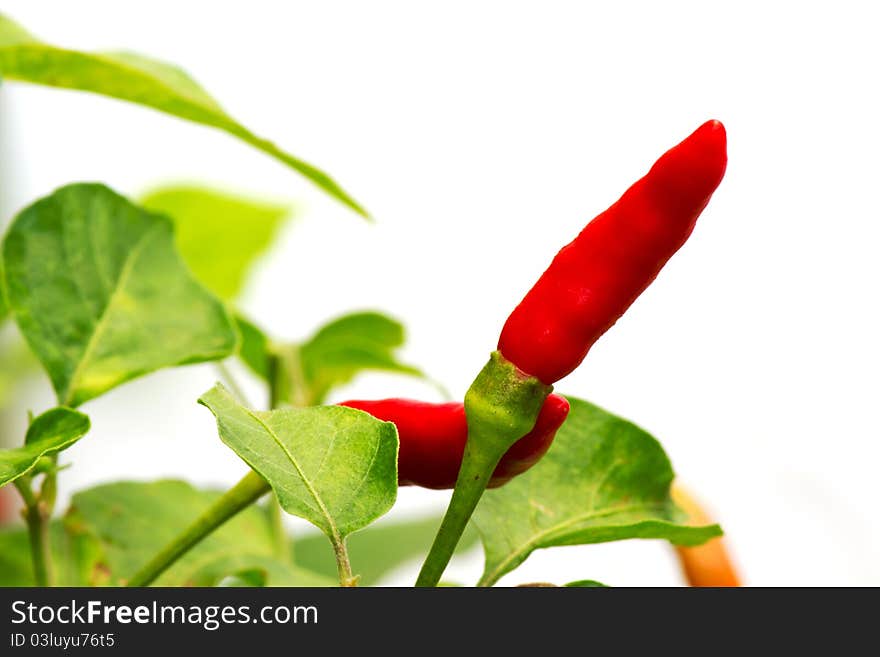 Red and green chilli on tree. Red and green chilli on tree