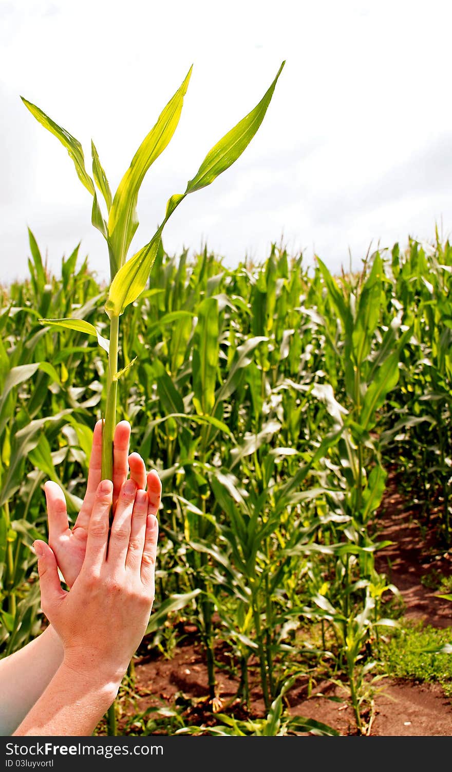 Corn Plant