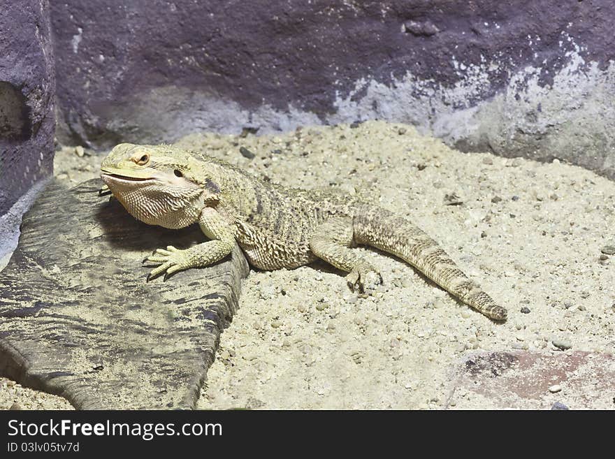 Little Lizard, Bearded Dragons In Yellow Lighting