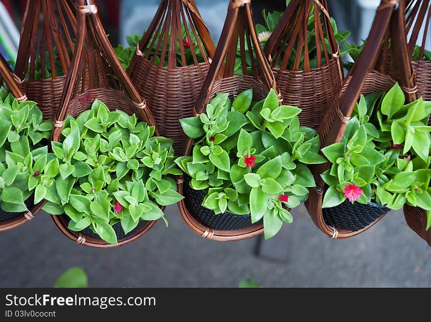 Baby Kalanchoe plant in basket