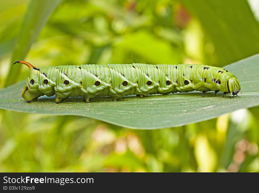 Tomato Hornworm Caterpillar