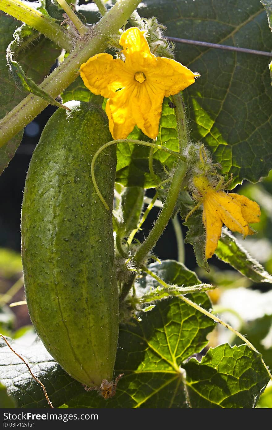 Cucumber growing on the plant with cucumber flowers and foliage. Cucumber growing on the plant with cucumber flowers and foliage