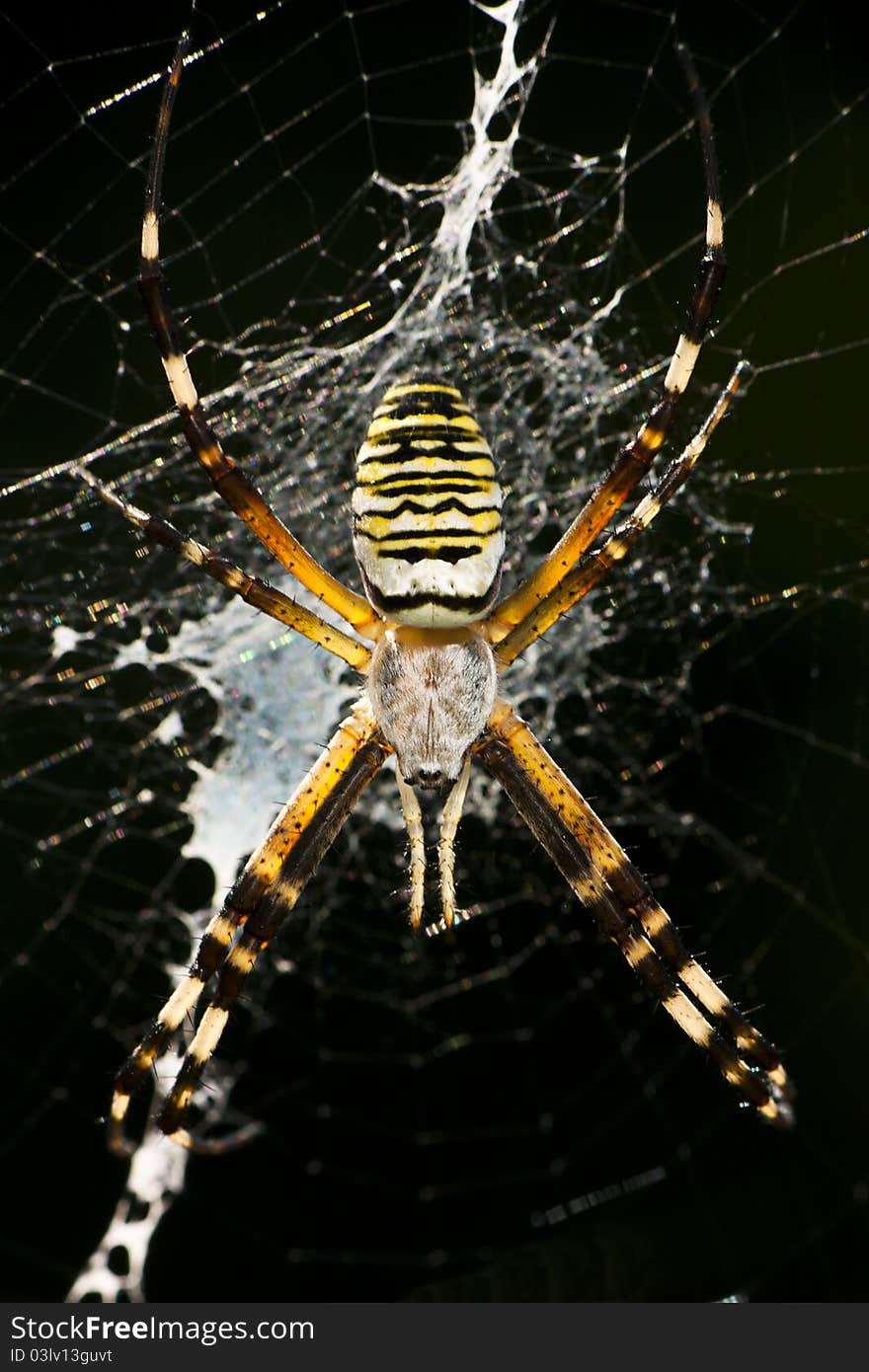 Wasp Spider