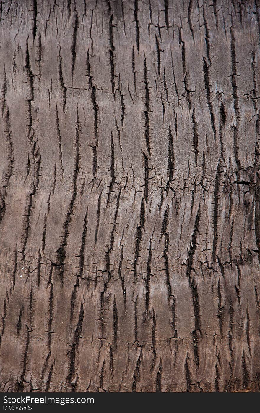 Palm Tree Bark