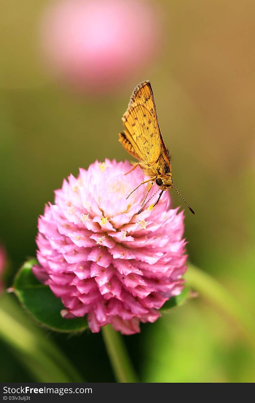 Skipper Butterly