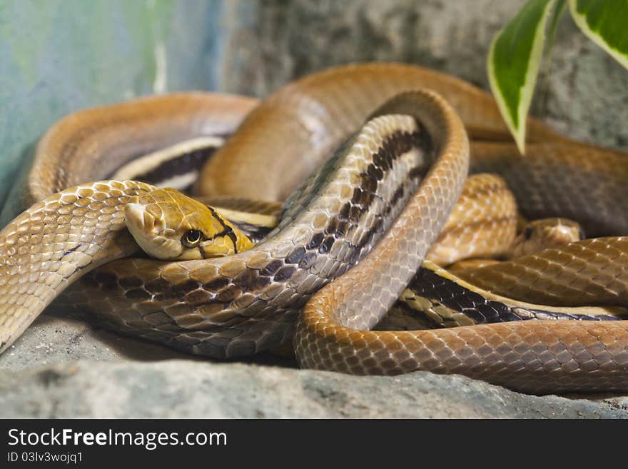 Close up of Copperhead Racer, focus at eyes. Close up of Copperhead Racer, focus at eyes