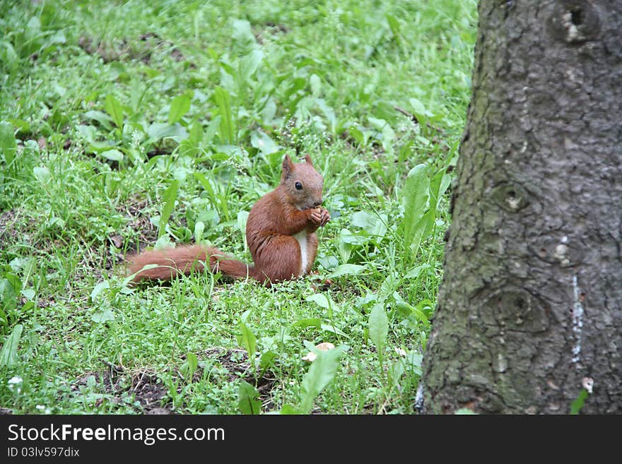 Squirrel on grass with nut in hands.