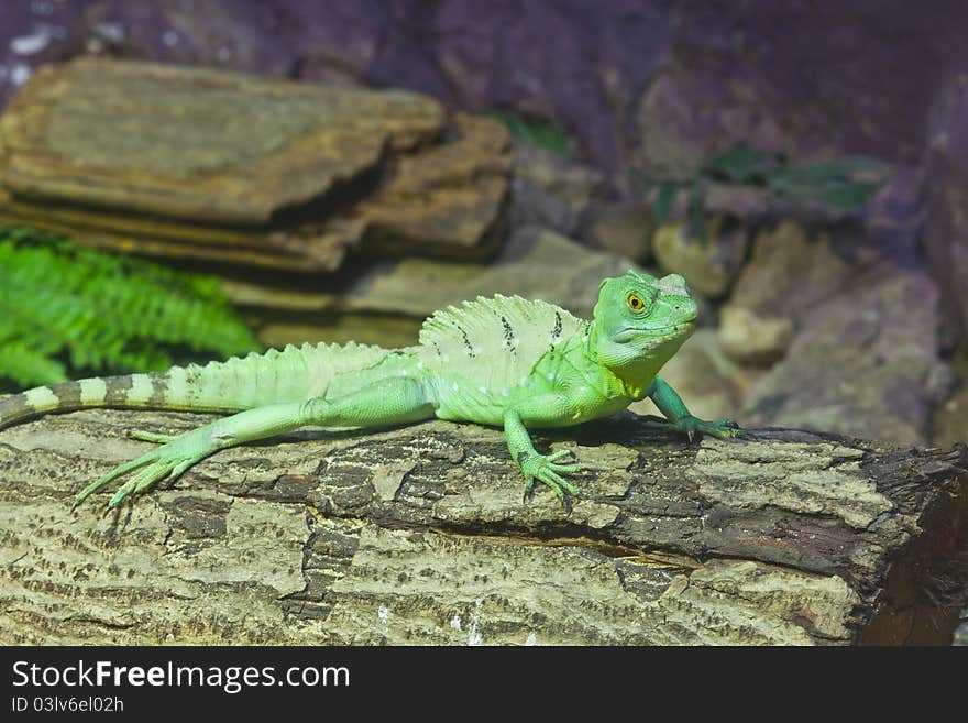 Little Lizard On A Stick