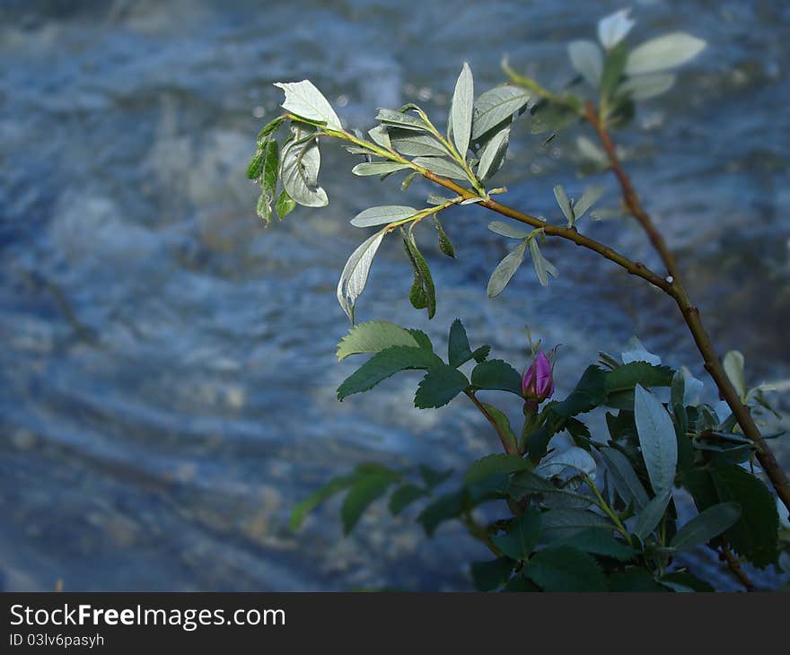 Flower On Riverbed