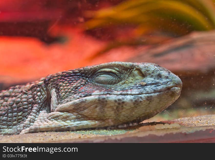 Smiling Face Of Little Lizard