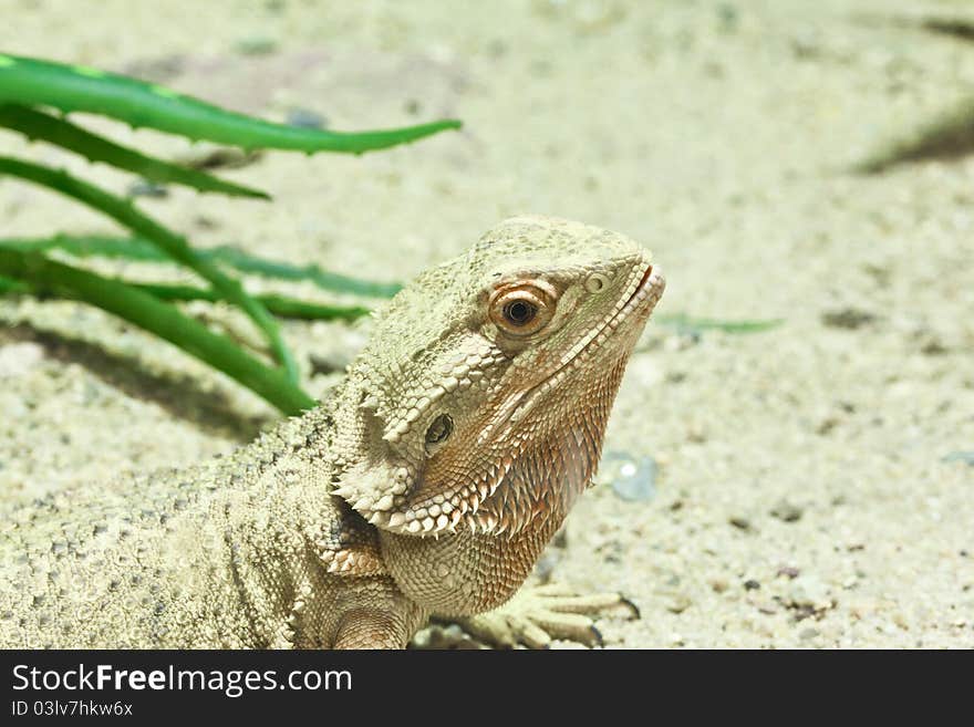 Little lizard, Bearded Dragons