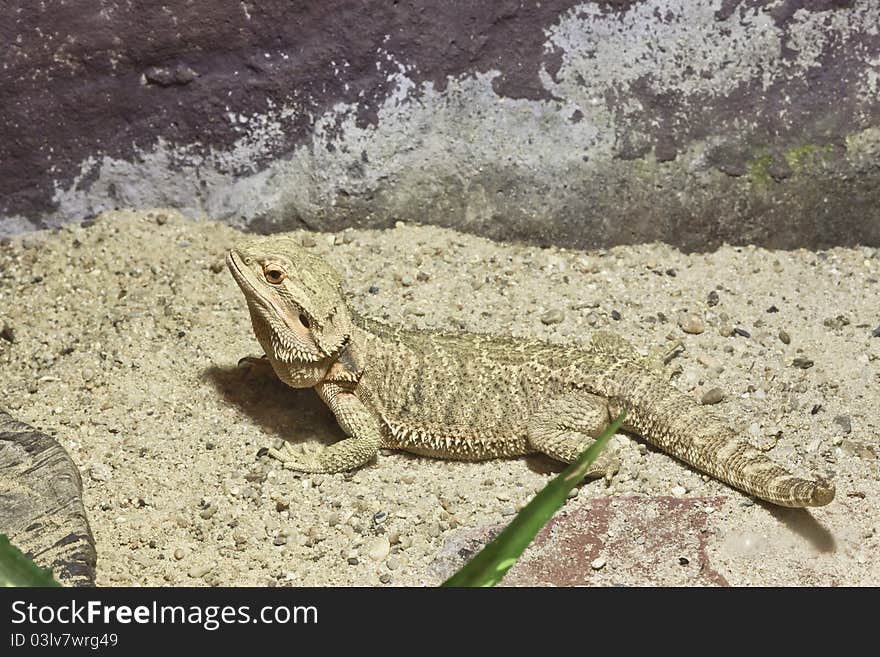 Little lizard, Bearded Dragons in yellow lighting