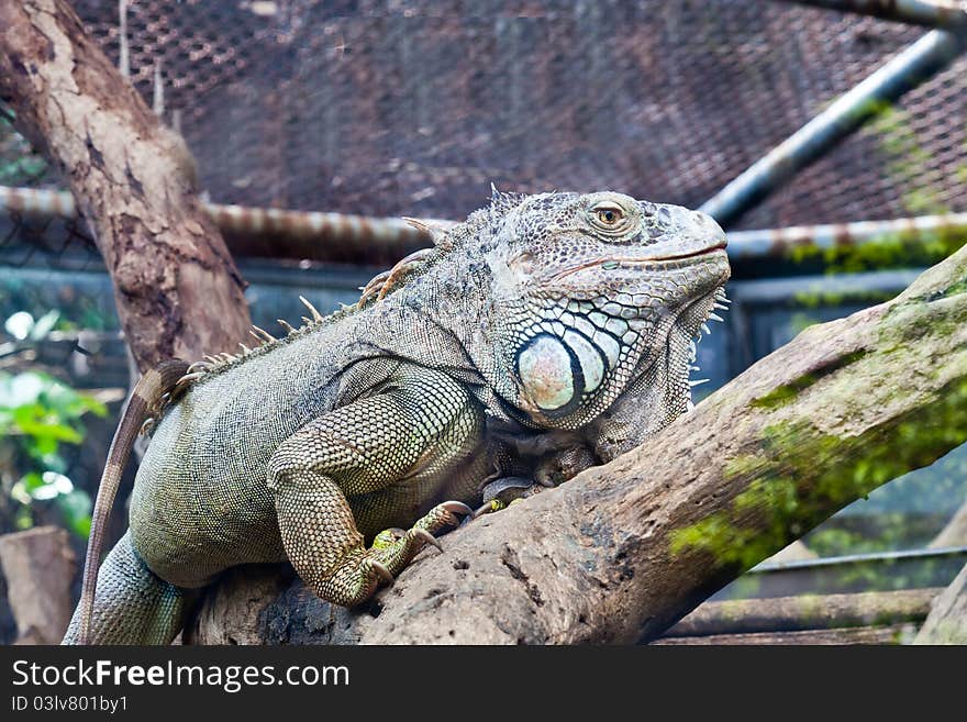 Lizard, iguana on the tree