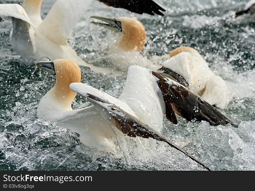 Gannets fishing off Bass Rock in the Forth of Forth. Gannets fishing off Bass Rock in the Forth of Forth