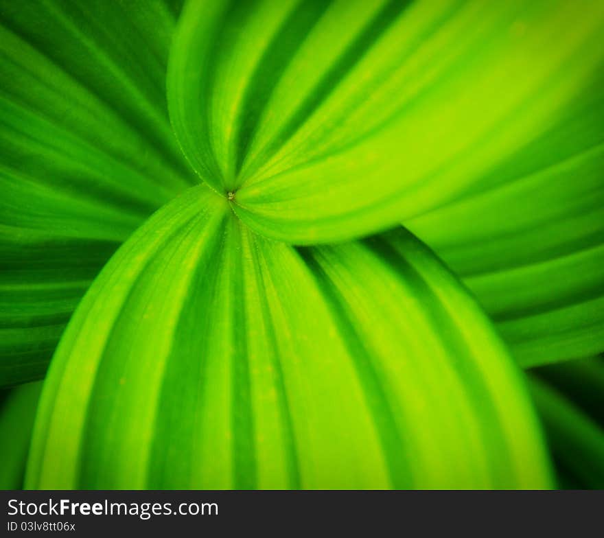 Green Leaves With Curvy Lines