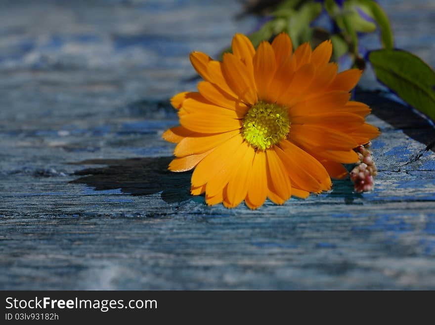 Orange daisy on wooden background with space for copy. Orange daisy on wooden background with space for copy