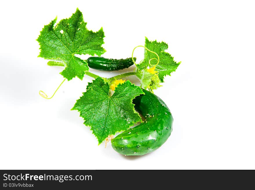 Garden-fresh cucumber with foliage and yellow bloom. Garden-fresh cucumber with foliage and yellow bloom