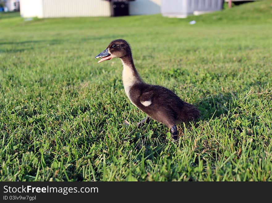 Duckling on the run to his mother