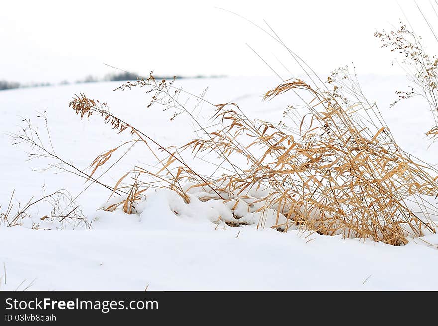 Winter Wheat