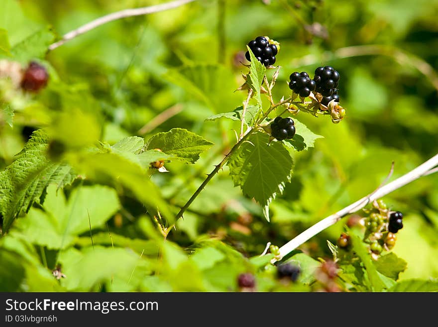 Blackberries