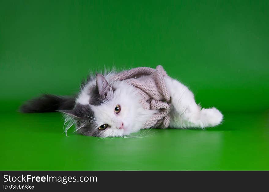 Cat in a dress on a green background