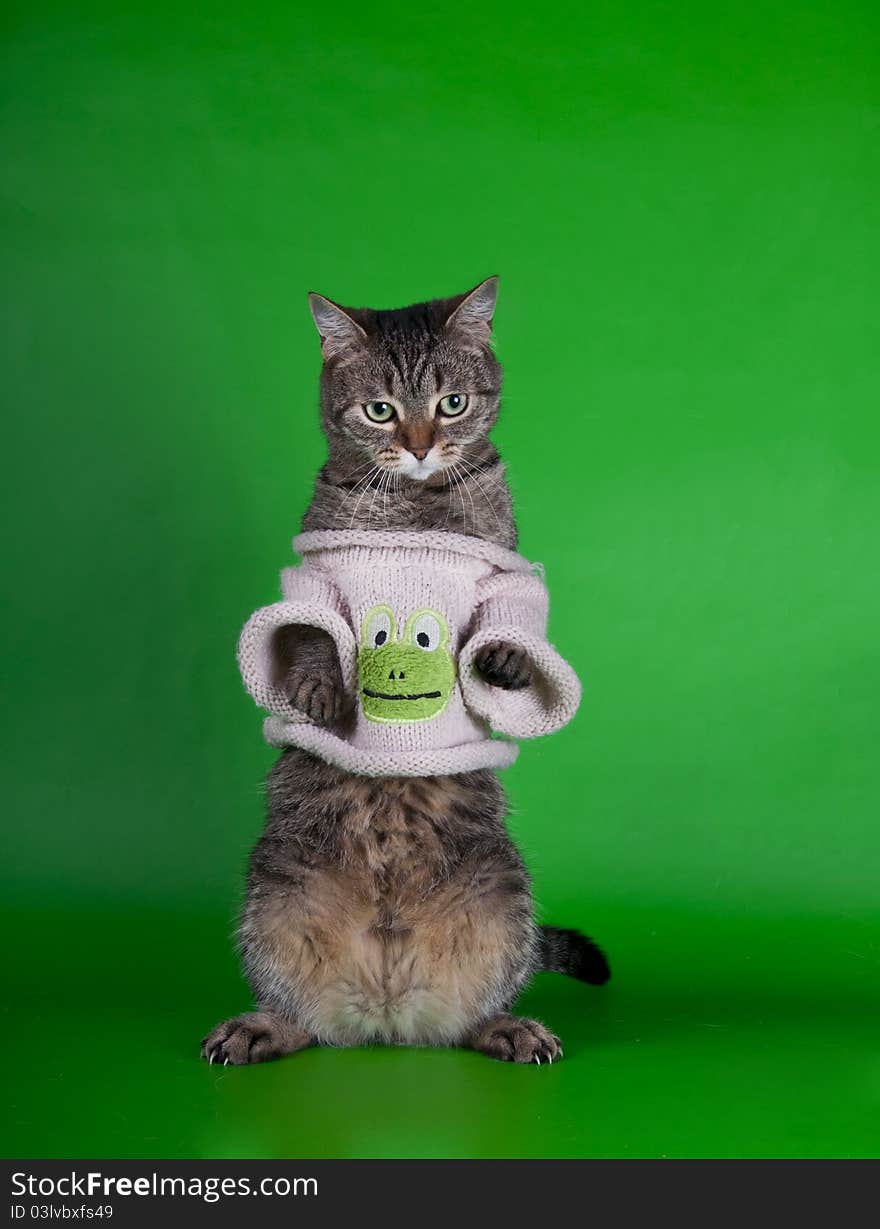 Cat in a dress on a green background