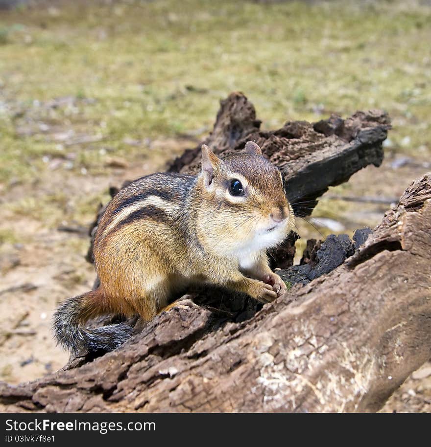 Chipmunk with fat cheeks on driftwood