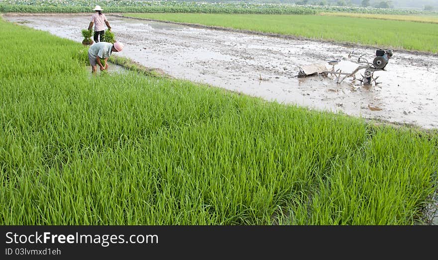 Asian peasantry grow rice