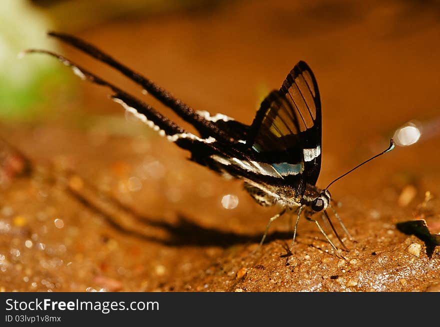 Green Dragontail Butterfly