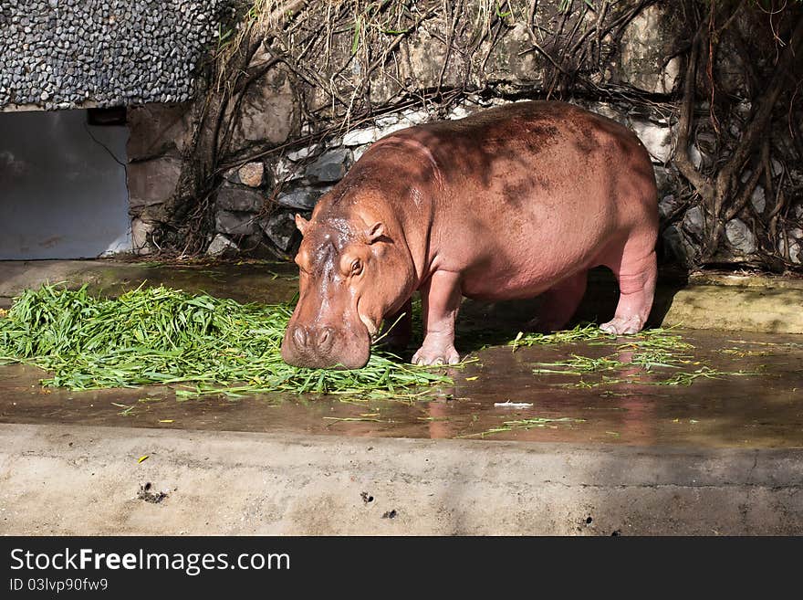 Hippopotamus