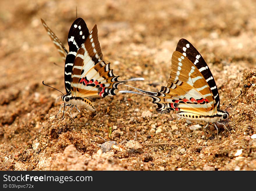 Chain Swordtail Butterfly