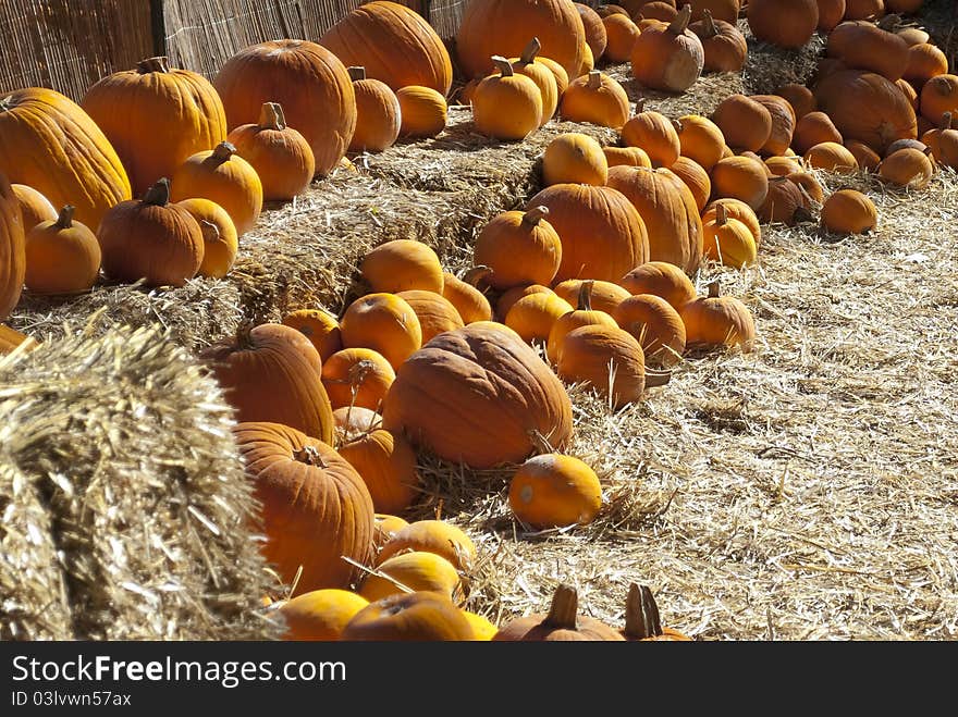 Pumpkins On Bales