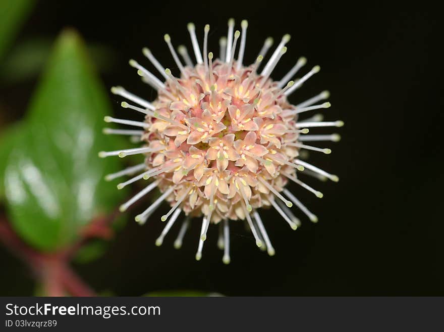 Flowers(Adina rubella)