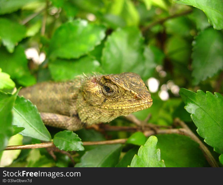 Chameleons (family Chamaeleonidae) are a distinctive and highly specialized clade of lizards