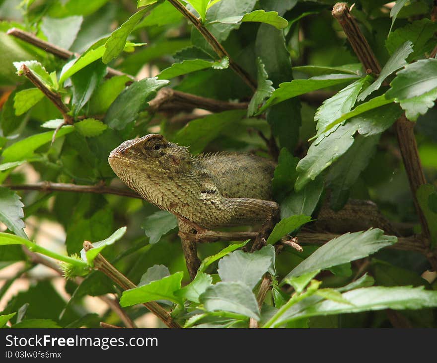 Chameleons (family Chamaeleonidae) are a distinctive and highly specialized clade of lizards