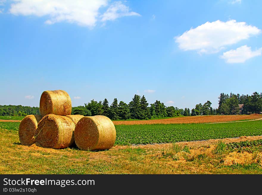 The yellow straw rolls on the green crop field background under the blue sky