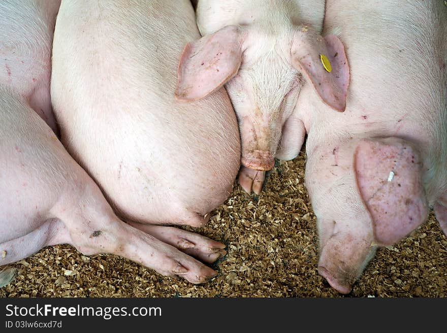 Pink pigs asleep in a pen