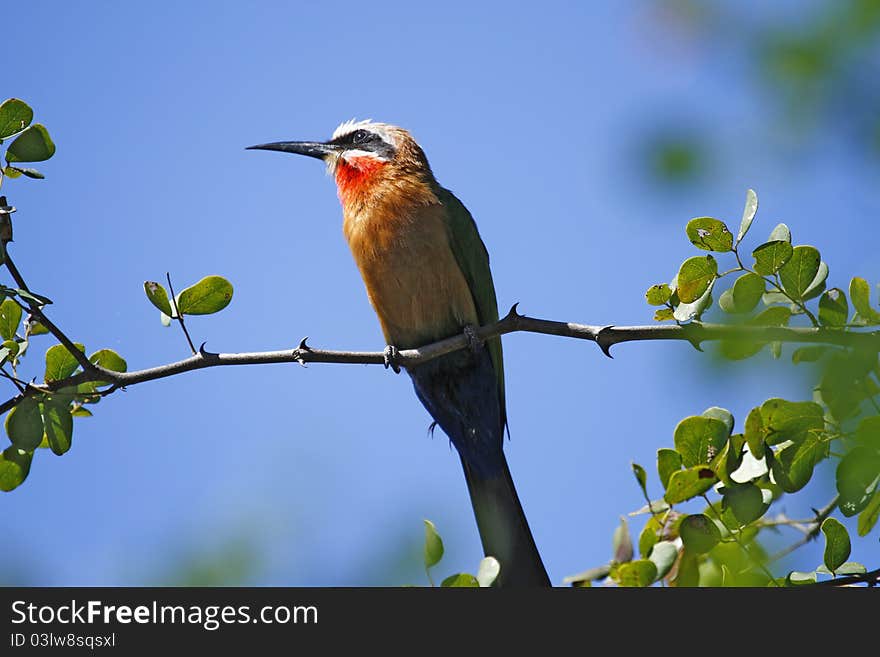 White-Fronted Bee-Eater, common resident on the Okovango Delta