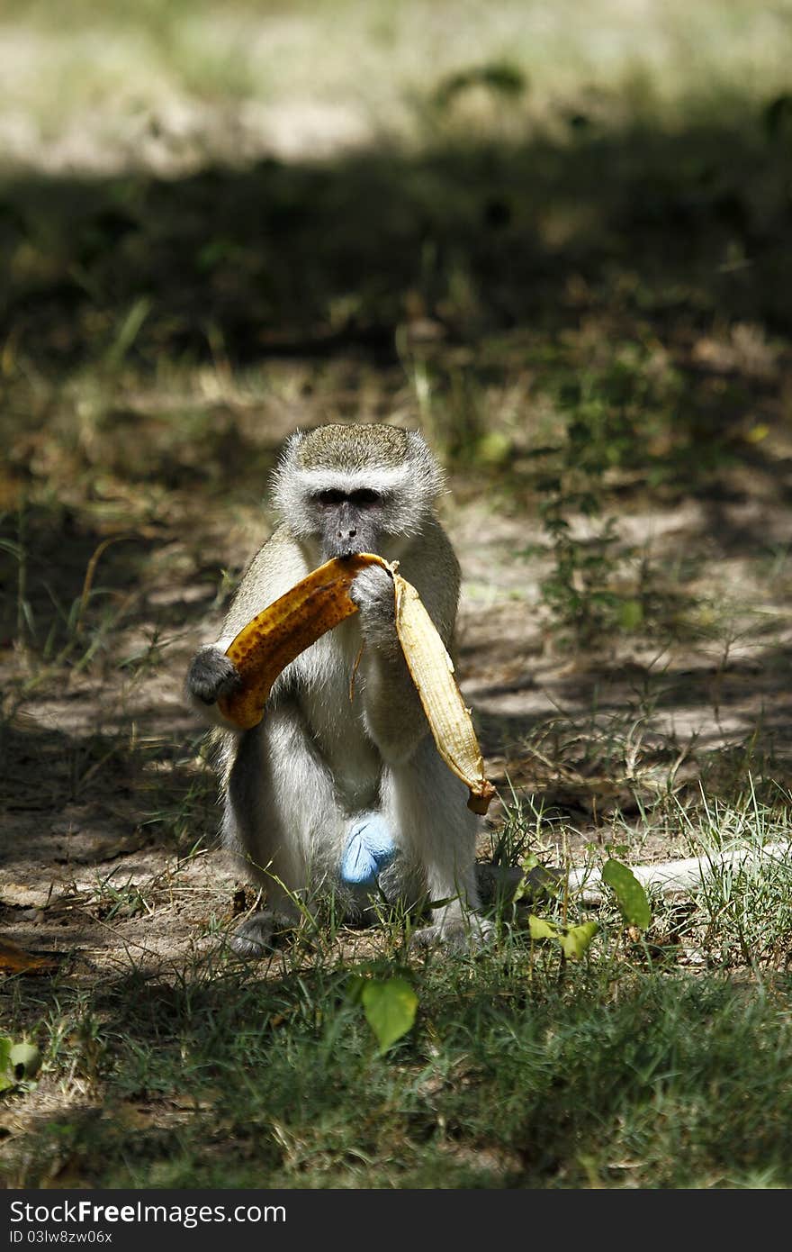 Vervet Monkey