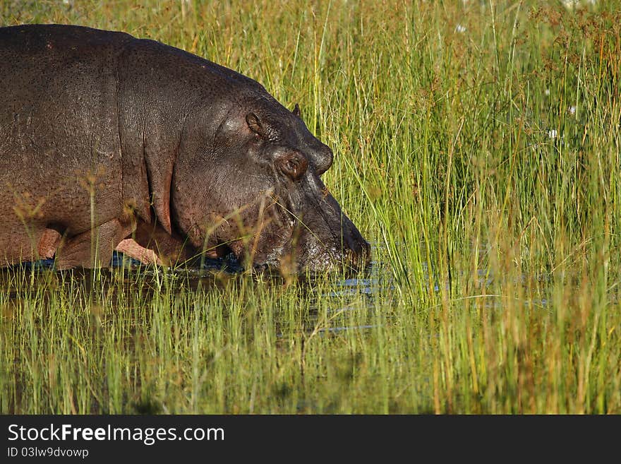 Hippopotamus enjoying the Okovango Delta. Hippopotamus enjoying the Okovango Delta