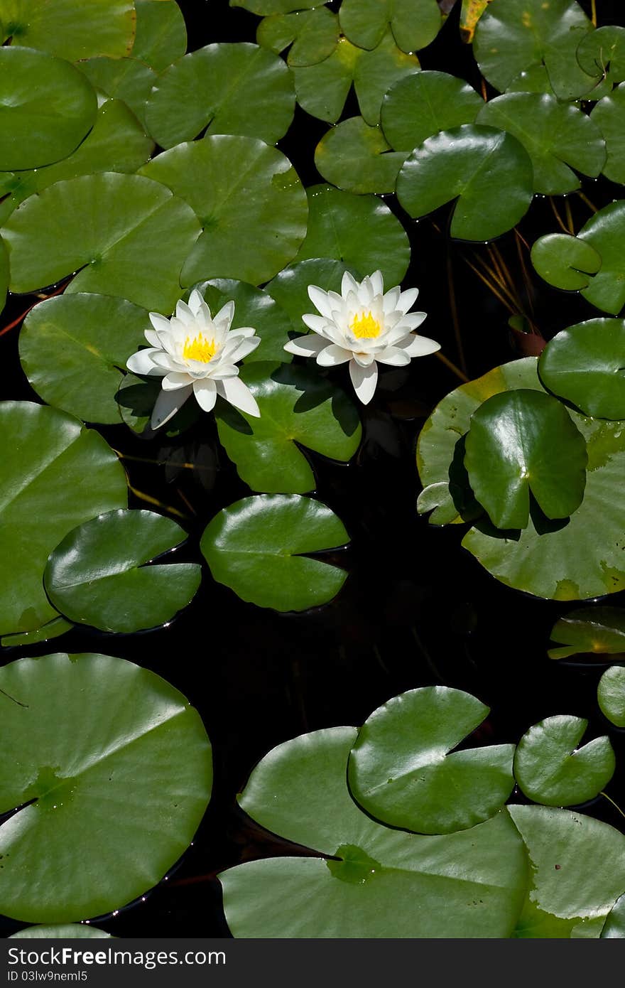 In China, the two together to open water lily flowers symbolize love, and a better marriage