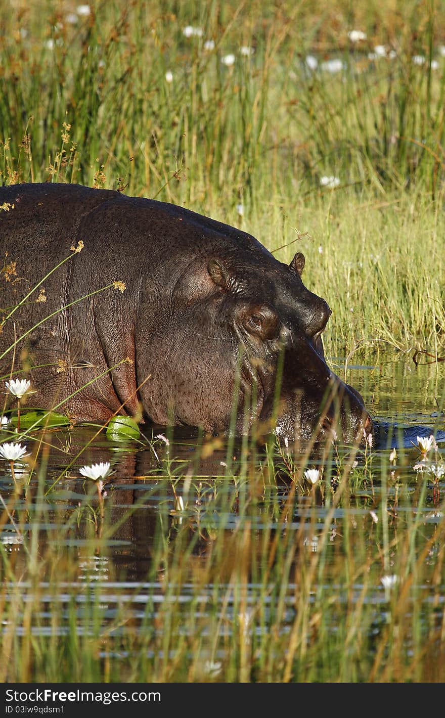 Hippopotamus in the Okovango Delta, Botswana. Hippopotamus in the Okovango Delta, Botswana.