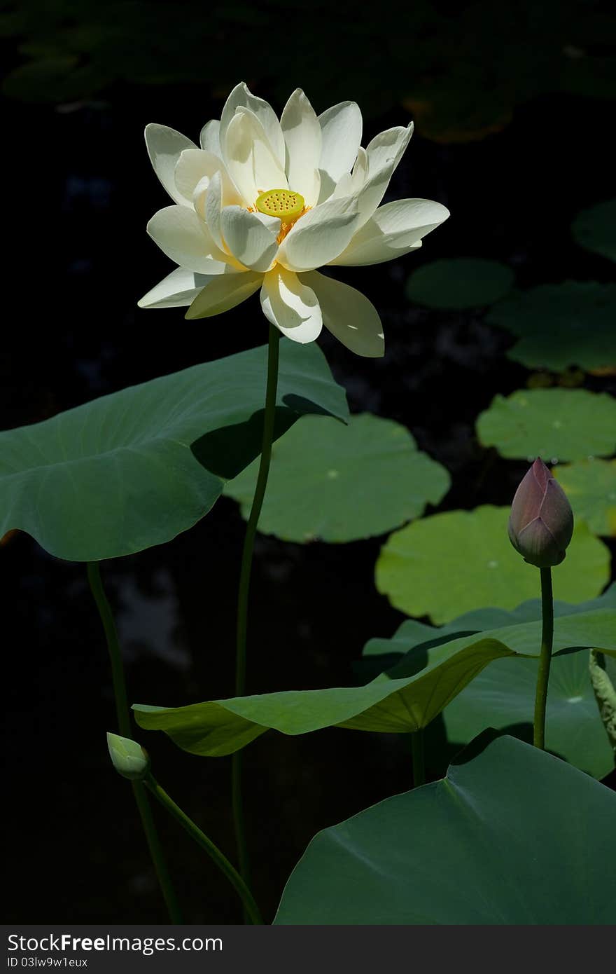 Lotus is the Chinese people very much like a flower, on behalf of elegant and holy, are often used to mean that a gentleman of high moral character, the lotus is also a representative of the Buddhist flowers, common in Buddhist statues and monasteries