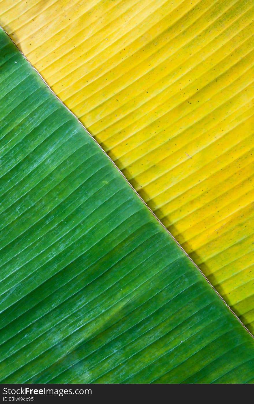 Yellow and green banana leaf