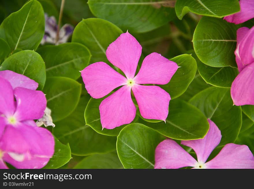 A beautiful purple flower with green leaves. A beautiful purple flower with green leaves